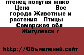 птенец попугая жако  › Цена ­ 60 000 - Все города Животные и растения » Птицы   . Самарская обл.,Жигулевск г.